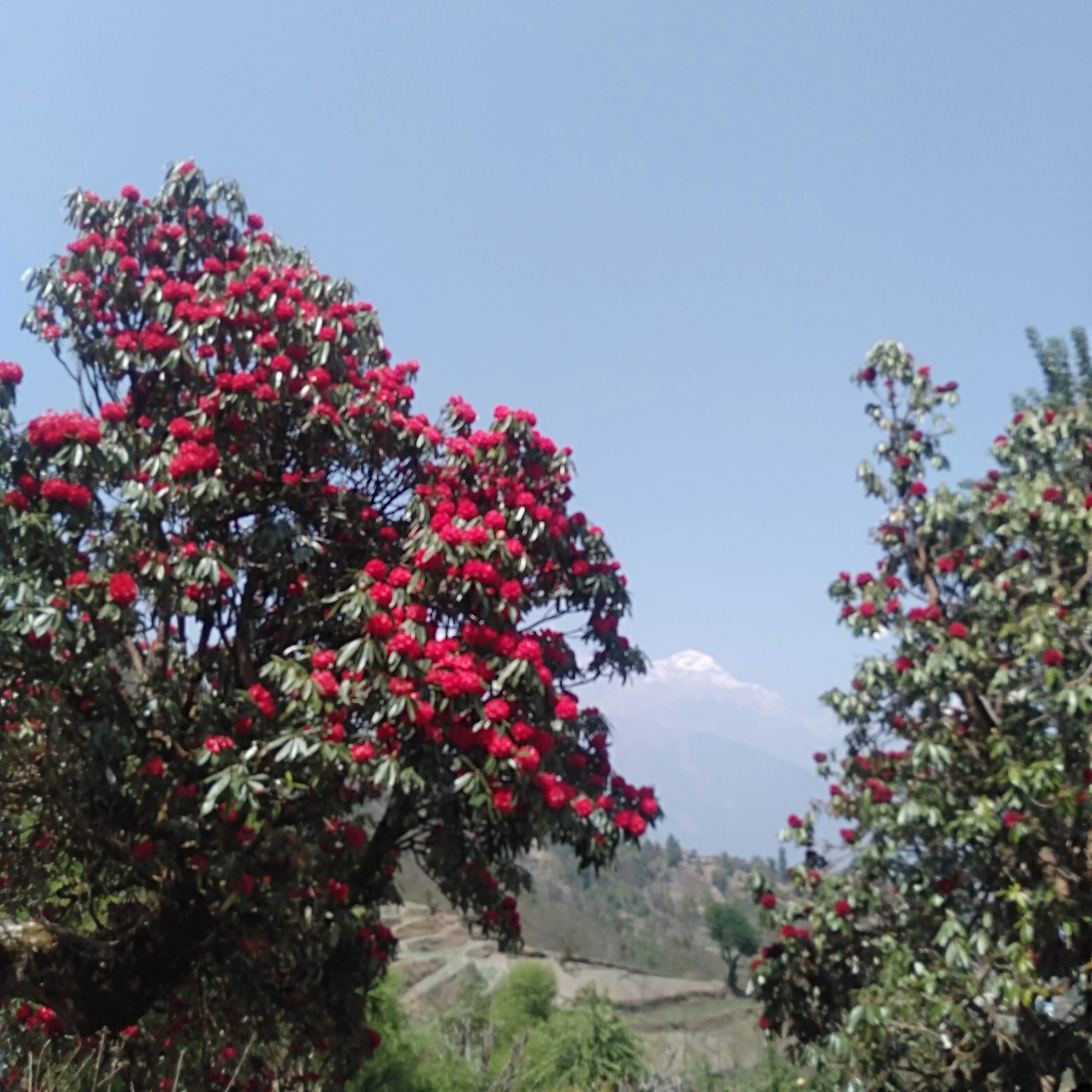 Breathtaking Scenery of Rhododendron Around Poon Hill: A Colorful Paradise in the Himalayas